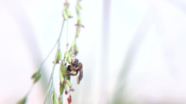 bee on a flower