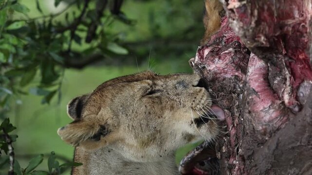 Vertical Slow motion Video of a Lioness feeding on carcass at Masaimara in African Savannah