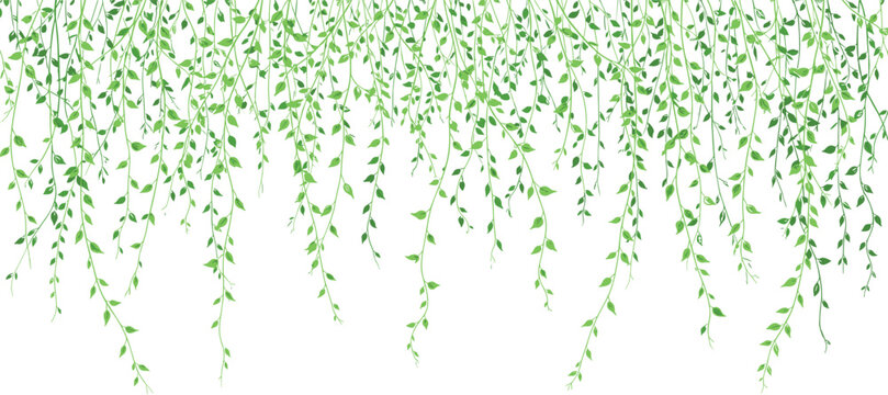A lush horizontal border of hanging green vines and delicate leaves in a watercolor style, perfect for nature-themed digital design backgrounds.