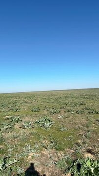 Green leafy plants grow across a vast, flat steppe under a clear blue sky in this open landscape.