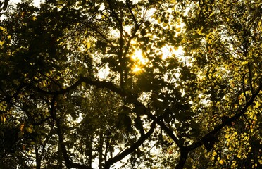 Fototapeta premium A beautiful forest scene illuminated by warm sunlight filtering through vibrant autumn foliage.
