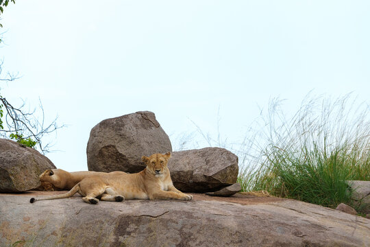 One lioness sitting up and looking around from vantage point of large rock.