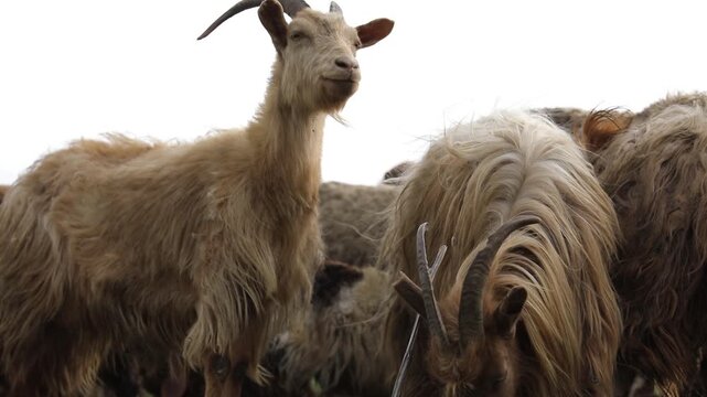 Close view of goats with curved horns and shaggy fur in herd, livestock animals in countryside, farming and agriculture concept