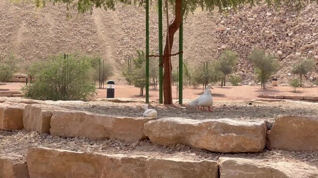 Group of White Ducks Swimming in a Row on a Peaceful Lake in Riyadh