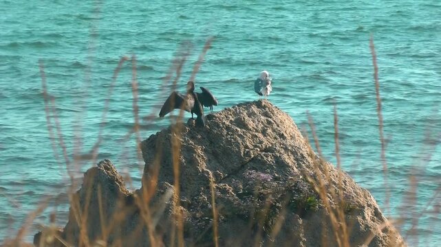 Seabirds including a cormorant and a seagull sit on a large coastal rock surrounded by water. Coastal wildlife, nature scenery, bird watching.