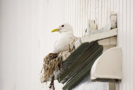 Kittiwake on its nest