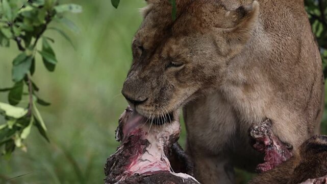 Vidoe of a Lioness feeding on carcass at Masaimara in African Savannah