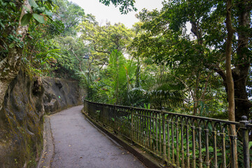 Fototapeta premium Hong Kong, Lugard Road, Victoria Peak, China : narrow jungle path with metal railing and lush tropical vegetation along scenic hillside walkway above the city