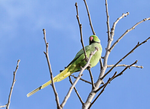 parrocchetto dal collare (Psittacula krameri)