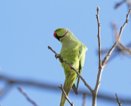 parrocchetto dal collare (Psittacula krameri)
