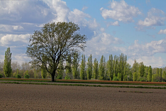 campagna lombarda; campo arato e pioppi