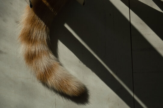 Gato amarelo escondido