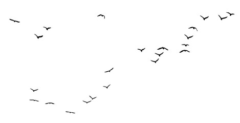 flock seagull birds flying isolated on clear background  © AnlDnc