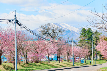 Obraz premium 新得町の桜