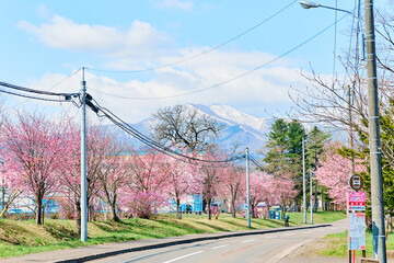 Obraz premium 新得町の桜