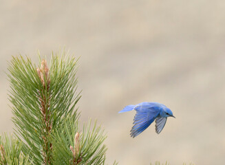 Fototapeta premium Mountain Bluebird in Flight