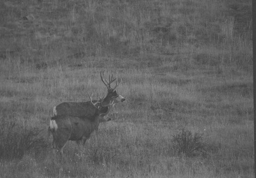 Mule Deer Herd