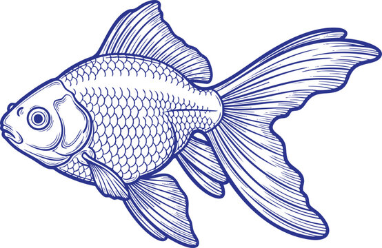 Majestic goldfish line art illustration, hand-drawn blue vector sketch of a fantail fish for aquarium and pet shop branding.