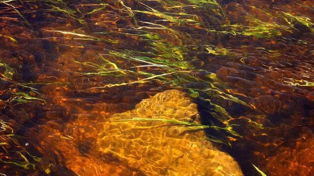 Super Slow Motion Shallow River with Submerged Aquatic Plants Streaming Over Amber Rocky Riverbed - Clear Wild Water Nature Texture in Cinematic Slow Motion