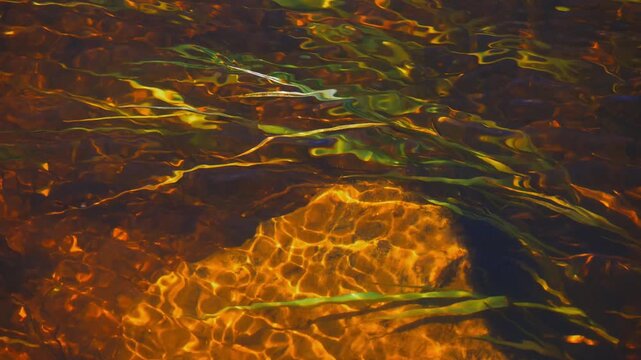 4K Overhead View of Clear Shallow River with Green Water Plants Flowing Over Orange Amber Rocky Streambed - Wild River Nature Background