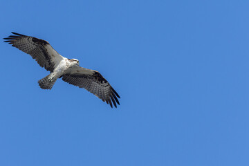 Obraz premium Osprey in the Rocky Mountains