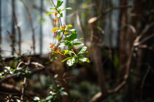 Punica granatum Young green plant branch with fresh leaves in sunlight, natural garden background. flower exhibition Flora Olomouc, Czech Republic &ndash; April 25, 2026