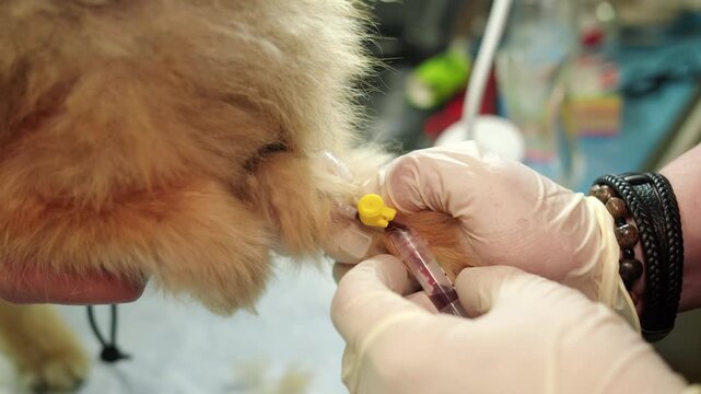 Veterinary assistant delicately applies IV catheter in vein of fluffy dog. Gloved hands of skilled doctor methodically placing intravenous catheter into pomeranian spitz. Blood drips into a test flask