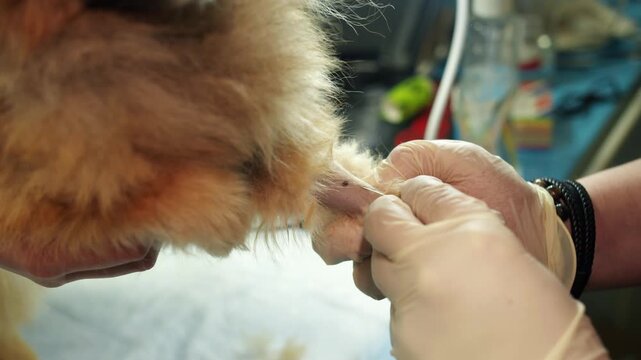 Caucasian gloved male hands insert a catheter into a vein of a trimmed paw. Blood sampling procedure for a fluffy pomeranian spitz in veterinarian clinic for pets. Closeup of inserting the needle