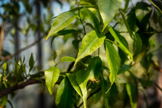 Citrus plant chlorosis leaves Yellowing citrus leaves with signs of nutrient deficiency in greenhouse. flower exhibition Flora Olomouc, Czech Republic &ndash; April 25, 2026