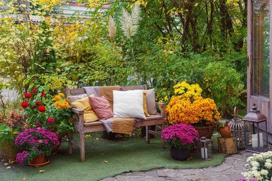 Cozy wooden bench with pillows surrounded by blooming chrysanthemums and colorful autumn foliage creating a relaxing garden atmosphere in fall season. Space for relax in lush yellow garden
