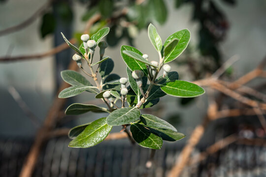 Acca sellowiana (Feijoa, Pineapple guava) Close up of feijoa buds and green leaves in sunlight with soft blurred background. flower exhibition Flora Olomouc, Czech Republic &ndash; April 25, 2026