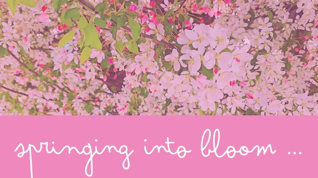 Animated "springing into bloom" handwriting or script looking text or message on pink w/video of slow motion spring pink blooms, bus, & leaves swaying in the wind or breeze, breezy, windy, spring, 