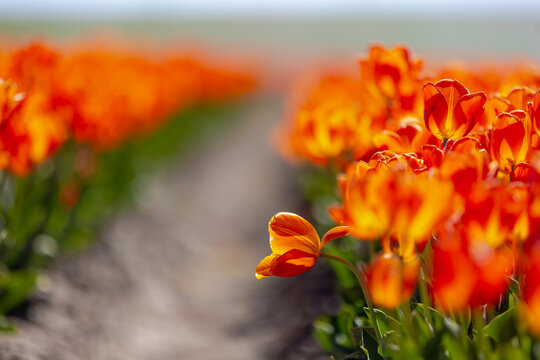Selective focus of red orange flowers on fields in countryside farm, Tulips are plants of the genus Tulipa, Spring-blooming perennial herbaceous bulbiferous geophytes, Natural background, Netherlands.