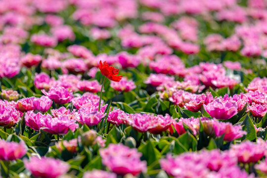 Selective focus of outstanding red tulip between pink flowers in the fields under the sunlight, Tulips from a genus of perennial herbaceous bulbiferous geophytes, Nature floral background, Netherlands