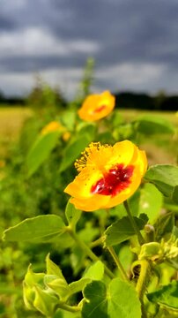 Close up of Indian Mallow flower (Abutilon hirtum) blooming in the field. Wildflowers with yellow petals and red center swaying gently in the wind. Perfect for projects focusing on botany and tropical