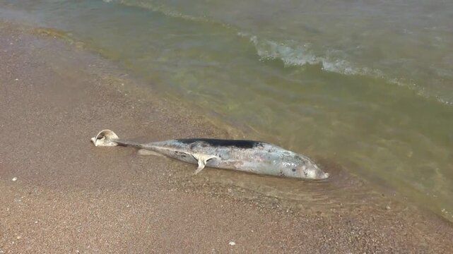 A close-up view of a dead dolphin carcass on the sandy shore. Environmental disaster, marine pollution, nature protection.
