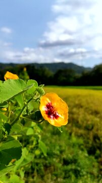 Close up of a yellow Indian Mallow flower (Abutilon hirtum) blooming in the middle of a green rice field with a background of hills and blue sky, perfect for nature-themed projects or backgrounds.
