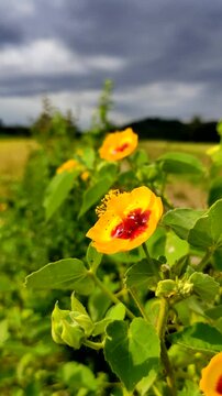 Yellow Abutilon hirtum flower with red center blooming in the field against dramatic cloudy sky background, Indian Mallow wildflower swaying in the wind, close up of tropical flora in rural landscape