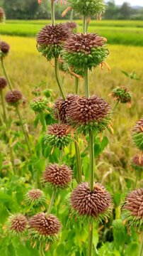 Close up of Lion's Ear flowers (Leonotis nepetifolia) or Klip Dagga with blurred rice field background. Wild plants also known as Christmas Candlestick in rural nature.