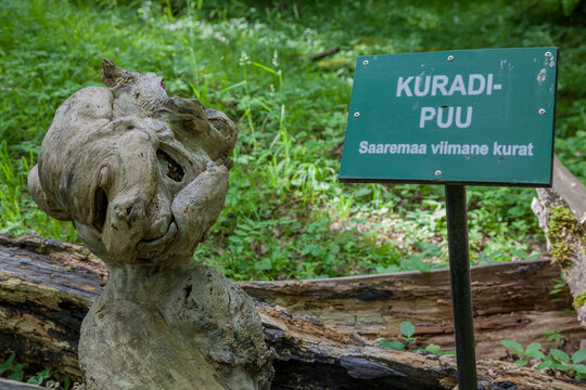 Natural sculpture called "K&otilde;radi-Puu" (Devil's Tree), a weathered tree stump in the shape of a grotesque face, with a sign, in Saarema, Estonia