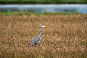 Fototapeta premium Grey Heron (Ardea cinerea) standing alert in a dry harvested field