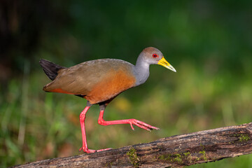 Fototapeta premium Gray-cowled wood-rail walking on mossy branch in Colombian forest