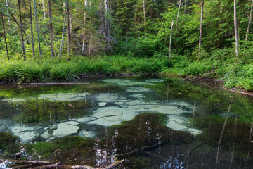 Obraz premium Serene Saula Siniallikad (Blue Springs) Saaremaa, Estonia: a turquoise karst spring with algae, submerged logs, bubbles, & dense pines on a sunny day