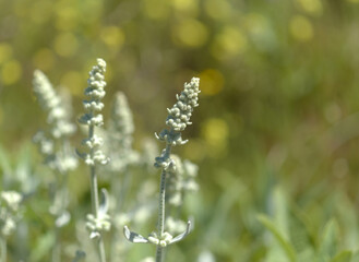 Fototapeta premium Flora of Gran Canaria - Sideritis dasygnaphala, white mountain tea of Gran Canaria, endemic