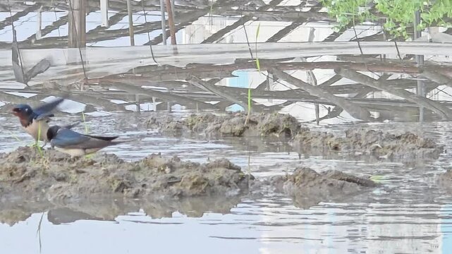 

A Swallow Couple Collaboratively Gathering Mud and Nesting Materials in a Rice Paddy #008

