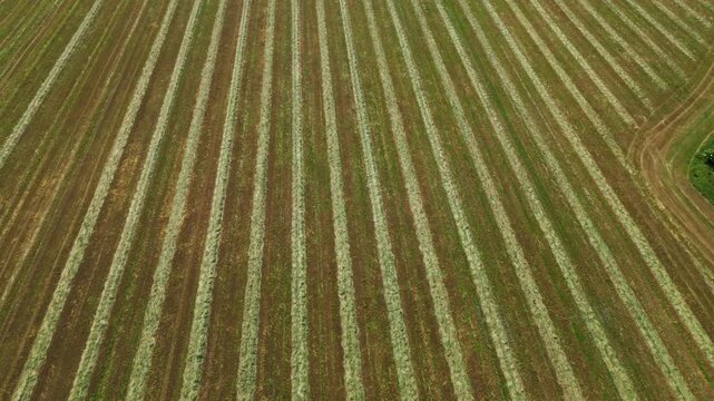 Harvested Field Pattern: An aerial view showcases a vast agricultural field meticulously striped from recent harvesting, highlighting the orderly rows of cut grass against the remaining green.