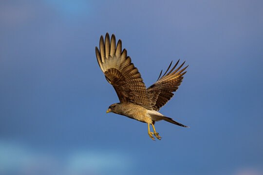 Caracara chimango in flight , La Pampa province, Patagonia , Argentina