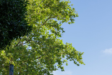 Fototapeta premium Lush green leaves on tree branches against blue sky