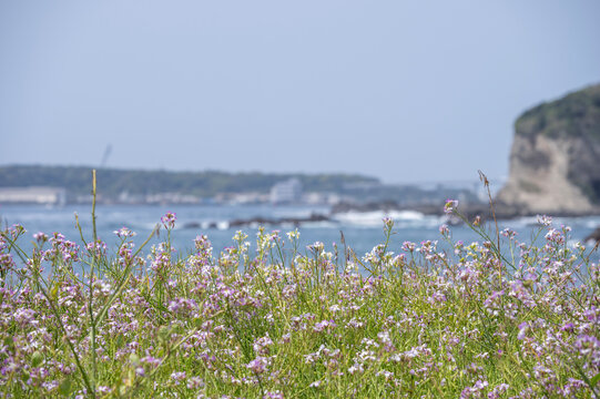 三浦半島の海岸に群生するハマダイコンの花と春の海を望む風景