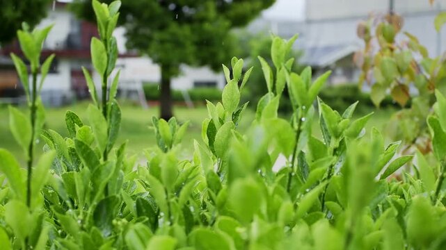 雨が降る公園の緑の葉と水滴 自然の潤いと癒しの環境イメージ